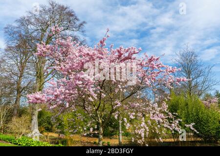 Kleiner Baum, Anhäufungen von rosafarbenen Halbdoppelblüten der Prunus Accolade blühende Kirsche im Frühjahr an einem sonnigen Tag, RHS Garden, Wisley, Surrey Stockfoto