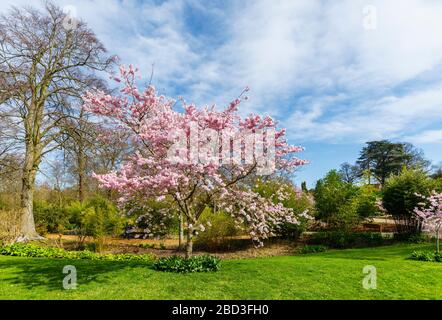 Kleiner Baum, Anhäufungen von rosafarbenen Halbdoppelblüten der Prunus Accolade blühende Kirsche im Frühjahr an einem sonnigen Tag, RHS Garden, Wisley, Surrey Stockfoto