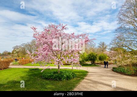 Kleiner Baum, Anhäufungen von rosafarbenen Halbdoppelblüten der Prunus Accolade blühende Kirsche im Frühjahr an einem sonnigen Tag, RHS Garden, Wisley, Surrey Stockfoto