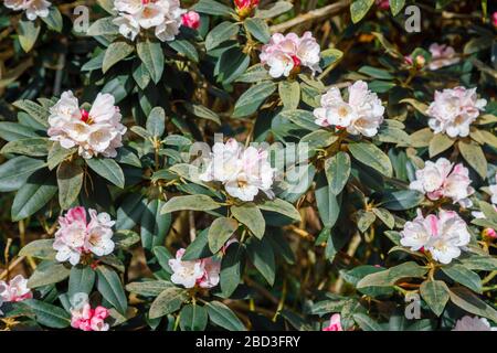 Rosa bis Weiß Frühling blühender Rhododendron pachysanthum 'Crosswater' Strauchstrauch in Blume im RHS Garden, Wisley, Surrey im Frühjahr Stockfoto