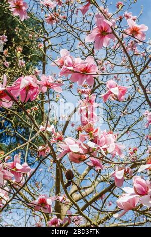 Frühling blühende rosafarbene magnolia Campbellii blüht im Frühling im RHS Garden, Wisley, Surrey im Frühjahr in Blüte Stockfoto