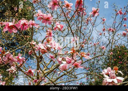 Frühling blühende rosafarbene magnolia Campbellii blüht im Frühling im RHS Garden, Wisley, Surrey im Frühjahr in Blüte Stockfoto