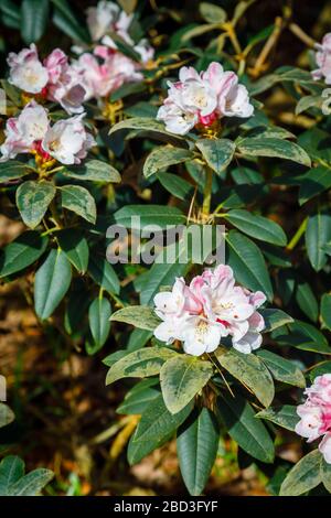 Rosa bis Weiß Frühling blühender Rhododendron pachysanthum 'Crosswater' Strauchstrauch in Blume im RHS Garden, Wisley, Surrey im Frühjahr Stockfoto