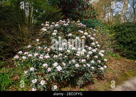 Rosa bis Weiß Frühling blühender Rhododendron pachysanthum 'Crosswater' Strauchstrauch in Blume im RHS Garden, Wisley, Surrey im Frühjahr Stockfoto