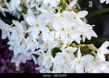 Designkarte mit weißen Narben. Rechteckiges Format. In der Nähe des Liberty-Ladens in London blüht eine Vielzahl von Farben. Große Blumensträuße in Zinnvasen. Stockfoto