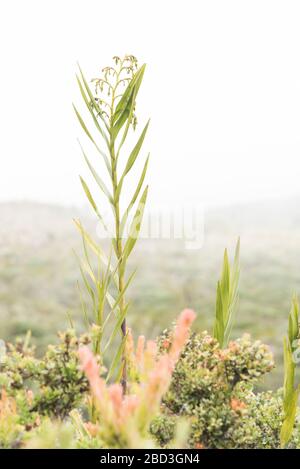 Chingaza-Nationalpark, Kolumbien. Epidendrum frutex, Paramo-Ökosystem-Anlage Stockfoto