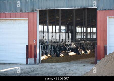 Futterscheune voll von Holstein Freisian schwarz und weiß Kühe. Ein Blick durch die schillernde Scheunentür. Stockfoto