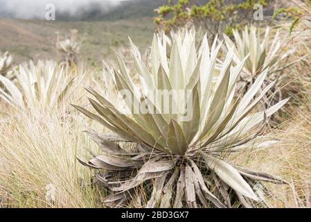 Chingaza-Nationalpark, Kolumbien. Native Vegetation, Paramoökosystem: Frailejon, Espeletia Stockfoto