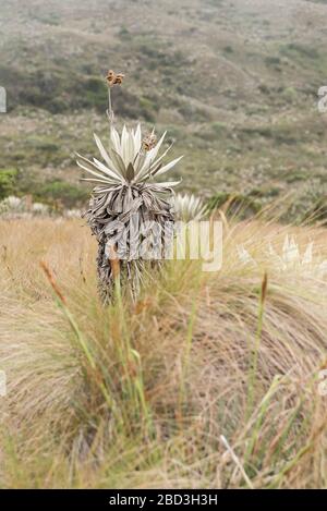 Chingaza-Nationalpark, Kolumbien. Einheimische Vegetation, Ökosystem der Parameter: Frailejone, Espeletia grandiflora Stockfoto