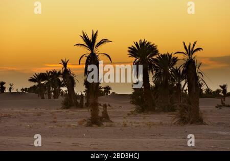 Sonnenuntergang vor den Toren der Wüste Sahara in M'Hamid El Ghizlane, Marokko. Stockfoto