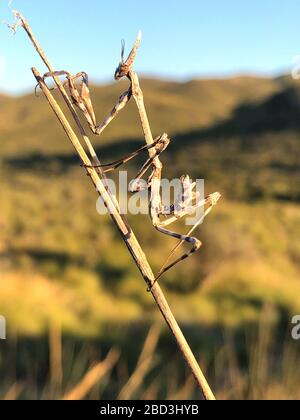 Empusa pennata oder Mantis palo Stockfoto