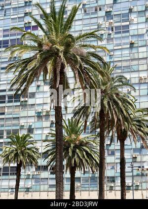 Palmen vor dem Bürogebäude im Zentrum von Montevideo, Uruguay. Stockfoto