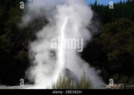 Lady Knox Geyser bricht im Geothermalgebiet Wai-O-Tapu in Neuseeland aus, Februar 2020 Stockfoto