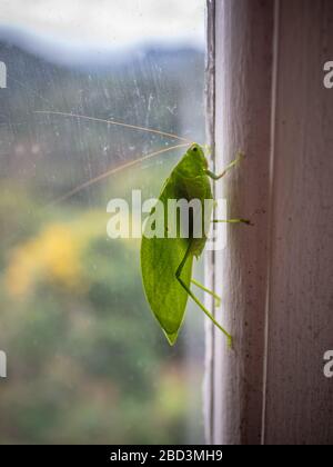 Katydid, aus der Familie der Tettigoniidae, am Fensterrand ruhend, Areal, Rio de Janeiro, Brasilien