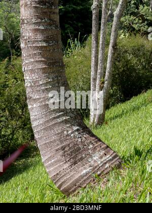Gebogene Basis von Kokosnussbaum Stamm auf dem Rasen, Areal, Rio de Janeiro, Brasilien Stockfoto