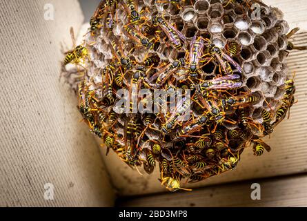Nahaufnahme eines europäischen Papierwespens (Polistes dominulus) im Holzdach, NSW Australien Stockfoto