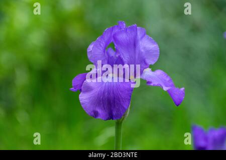 Nahaufnahme einer schönen und zarten lila gebärteten Iris Blume in voller Blüte in einem Garten mit einer verschwommenen, leuchtend grünen Kontrastfarbe im Hintergrund Stockfoto