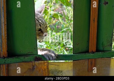 Graue Katze versucht, über den Zaun zu klettern. Straßencode schleicht sich durch den Zaun. Obdachlose Katze geht auf Nahrungssuche. Stockfoto