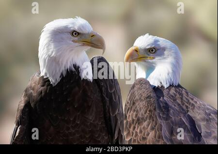 Nahaufnahme der linken und rechten Seite eines schönen männlichen Weißkopfadlers. Stockfoto