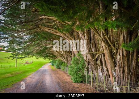 Ein malerischer Blick auf eine alte, von Bäumen gesäumte Landschmutzstraße, die zu einer Farm in der kleinen Gemeinde Ridgley in Tasmanien, Australien führt. Stockfoto