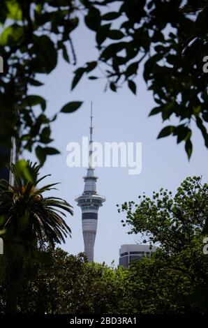 Blick auf auckland Sky Tower durch Bäume im Park Stockfoto