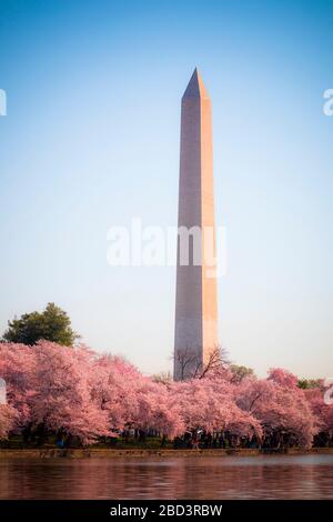 Washington DC - 3. April 2019: Kirschblütenfest mit Washingtoner Denkmal rund um das Gezeitenbecken Stockfoto