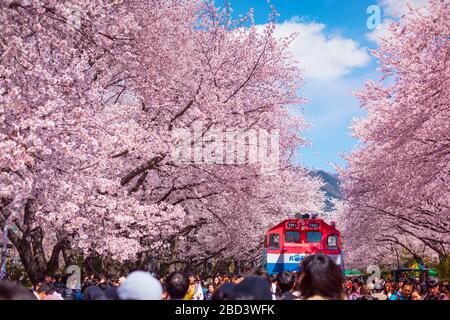 JINHAE, SÜDKOREA - 30.2019: Das Jinhae Gunhangje Festival im Frühjahr ist der beliebte Aussichtspunkt für Kirschblüten in Jinhae, Südkorea. Stockfoto