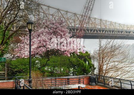 Sutton Place Park North im Frühling, während die Bäume blühen, mit Blick auf die Queensboro Bridge in New York City. Stockfoto