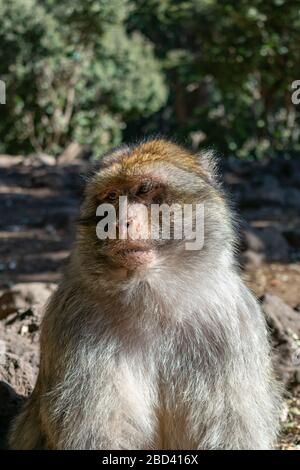 Barbary Macaque Closeup Porträt im Mittleren Atlasgebirge von Marokko Stockfoto