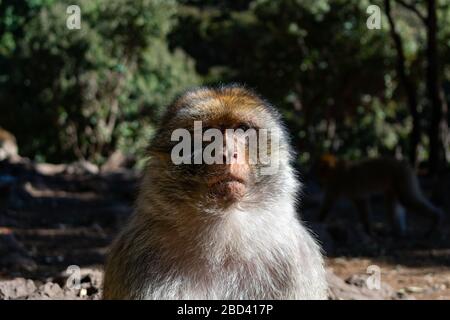 Barbary Macaque Closeup Porträt im Mittleren Atlasgebirge von Marokko Stockfoto