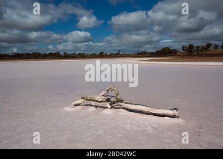 Salz verkostetes Treibholz auf dem Hardy-See. Einer der Pink Lakes im Murray Sunset National Park. Underbool, Victoria, Australien Stockfoto