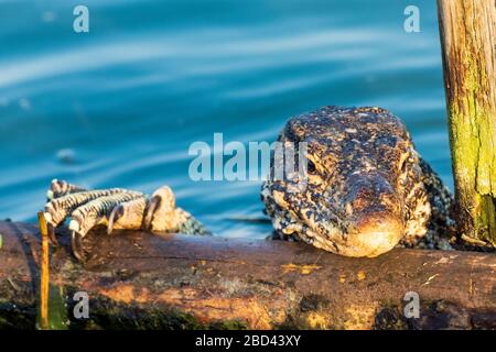 Der Asian Water Monitor ist eine große Echse, die in Süd- und Südostasien beheimatet ist und in der Nähe von Wasser lebt. Stockfoto