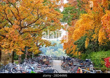 Viele Fahrräder parkten im Herbst in der Nähe des Parkeingangs Stockfoto