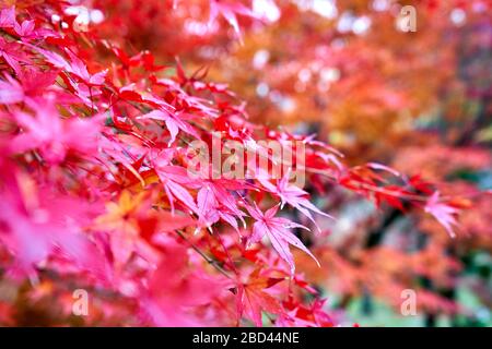 Rote Ahornblätter im Herbst im Wald Stockfoto