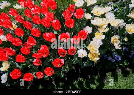 Farbige Tulpen. Rosa, weiße und rote Blumentüsche, die von Sonnenlicht beleuchtet wird. Weicher selektiver Fokus, Nahaufnahme Tulpe, Toning. Blumenhintergrund von hell Stockfoto