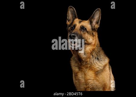 Portrait des süßen Deutschen Schäferhundes, der auf lokalschwarzem Hintergrund neugierig aussieht Stockfoto
