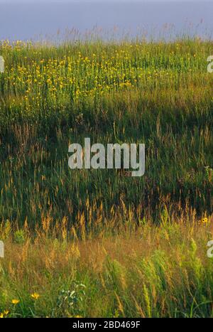 Prärie, Konza Prairie bewahren, Kansas Stockfoto