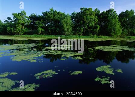 Teich, Bayou Sauvage National Wildlife Refuge, Louisiana Stockfoto