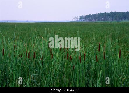 Marsh entlang des Blackwater River, Blackwater National Wildlife Refuge, Maryland Stockfoto