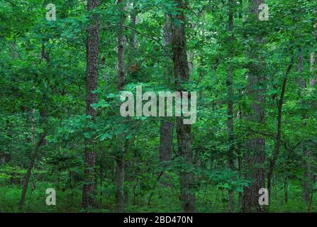 Wald, Blackwater National Wildlife Refuge, Maryland Stockfoto