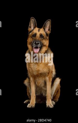 Deutscher Schäferhund sitzt auf isoliertem schwarzem Hintergrund Stockfoto