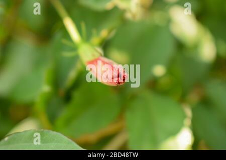 Rote Blütenknospe Nahaufnahme Makro Stock Foto Bild Stockfoto