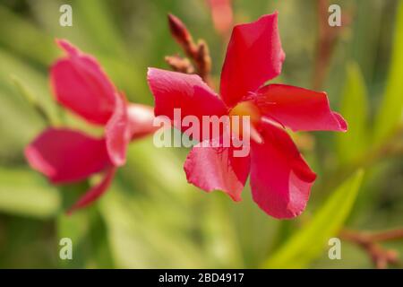 Rote Blumen Baum im Garten Nahaufnahme Blumenmuster Macro Stock Foto Bild Stockfoto