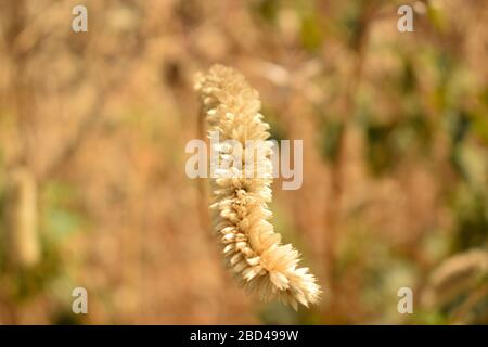 Weißer Herbst Blume vom Baum auf dem Boden im Garten BlumenStock Foto Bild Stockfoto