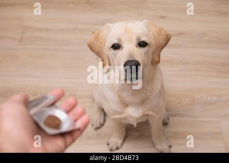 Mann Tierarzt, der dem gehorsamen Hund Pille gibt: Tiermedizin, Haustier, Tiere, Gesundheitskonzept. Stockfoto