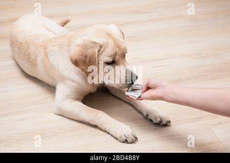 Zecke und Flohprävention für Hund. Frau Handhalterpillen und Nahmedikation, die bei Hunden wichtig sind. Stockfoto