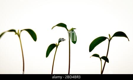 Grüne Triebe neigen dazu zu leuchten. Pflanzen in Zeitlupe wachsen, Sämlinge neugeborener Tomaten auf der Fensterbank sprießen Stockfoto