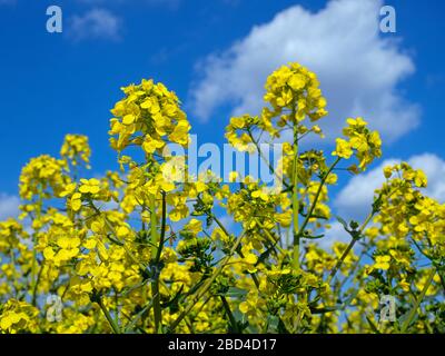 Raps (Brassica napus subsp. Napus) in der Blüte Ende März Stockfoto