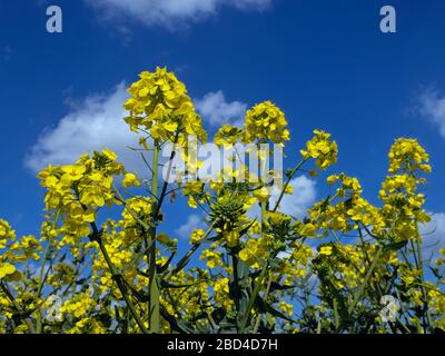 Raps (Brassica napus subsp. Napus) in der Blüte Ende März Stockfoto