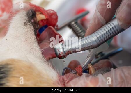 Der Zahnarzt bohrt ein Loch in den gebrochenen Zahn. Das Tier ist anästhesiert, hier ein kleiner Jack Russell Terrier unter Anästhetik. Stockfoto